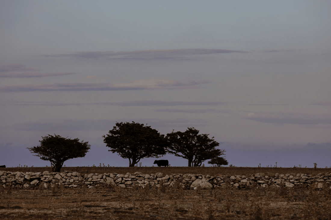 Från Ölands marker till din tallrik – Kalm Taste champinjonolja