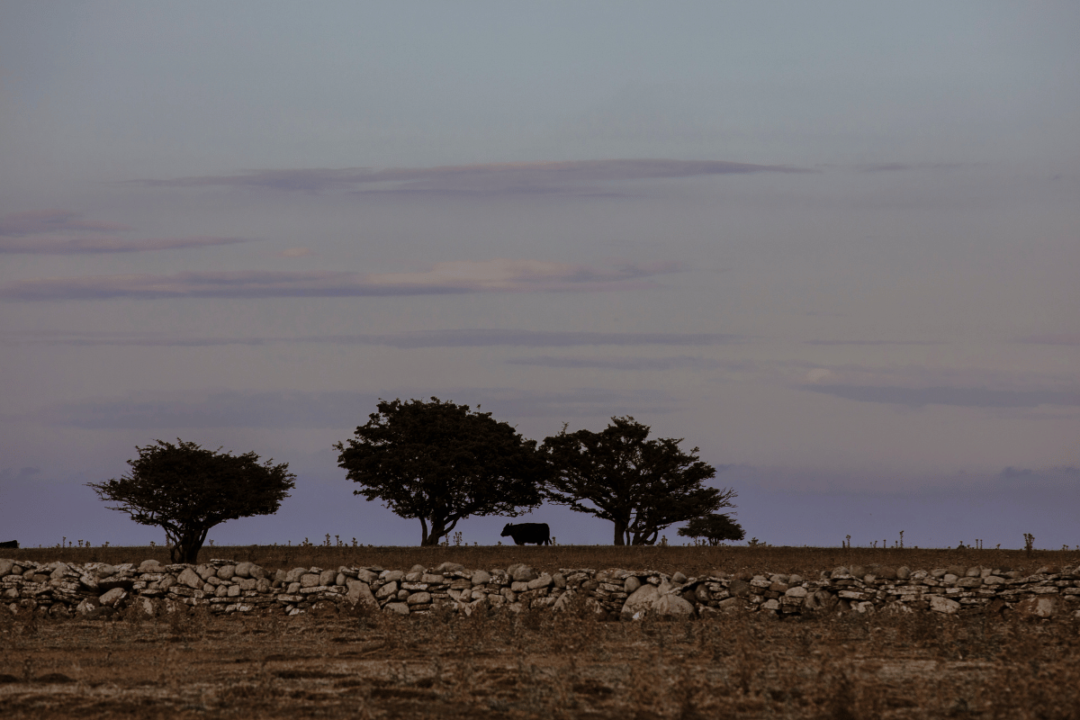 Från Ölands marker till din tallrik – Kalm Taste champinjonolja
