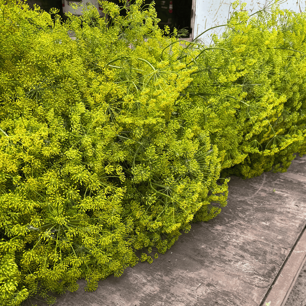 Ny­skördad krondill från Kalm Taste på Öland – färska dillblommor från gårdens odling, redo att användas till tillverkning av Krondillsvinäger