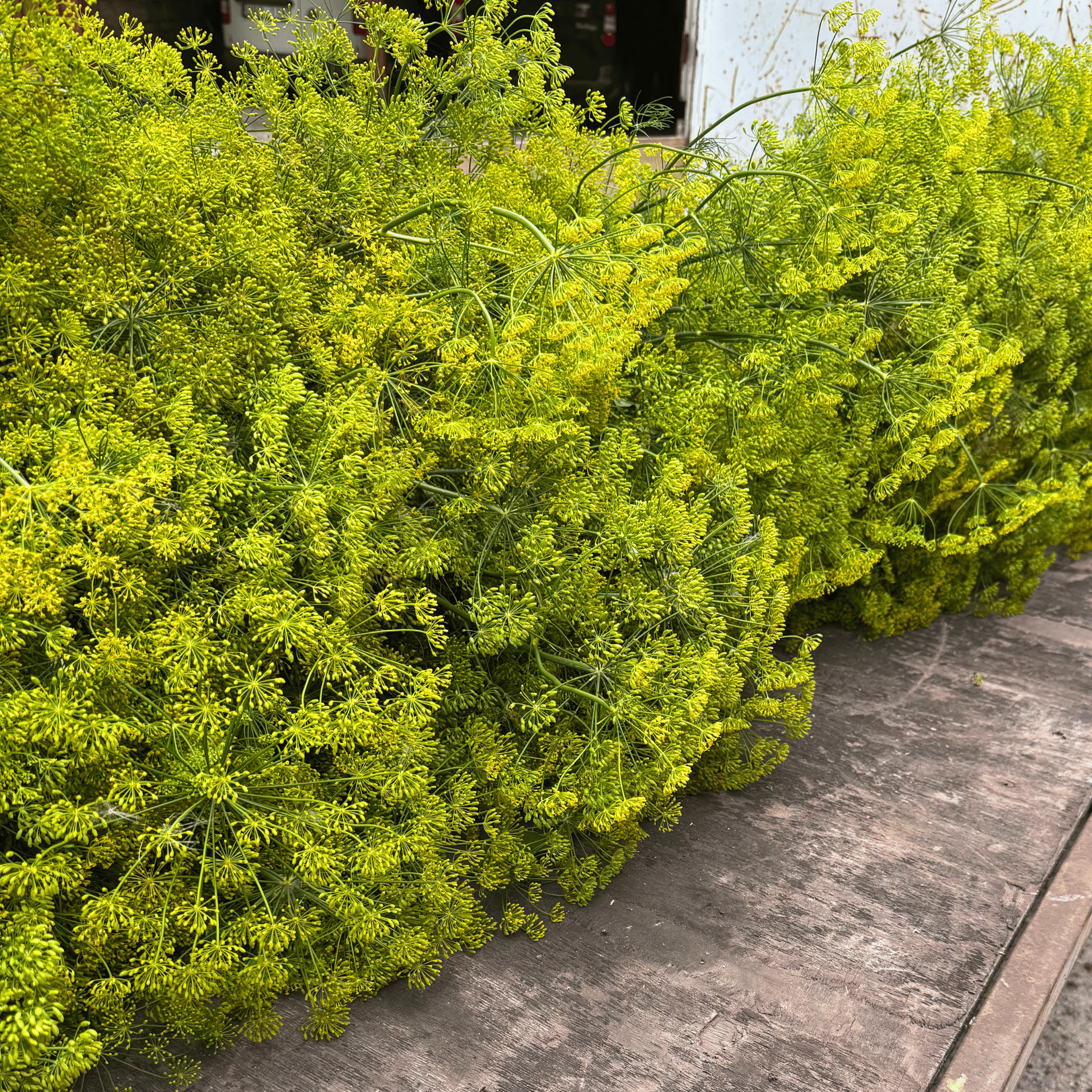 Ny­skördad krondill från Kalm Taste på Öland – färska dillblommor från gårdens odling, redo att användas till tillverkning av Krondillsvinäger