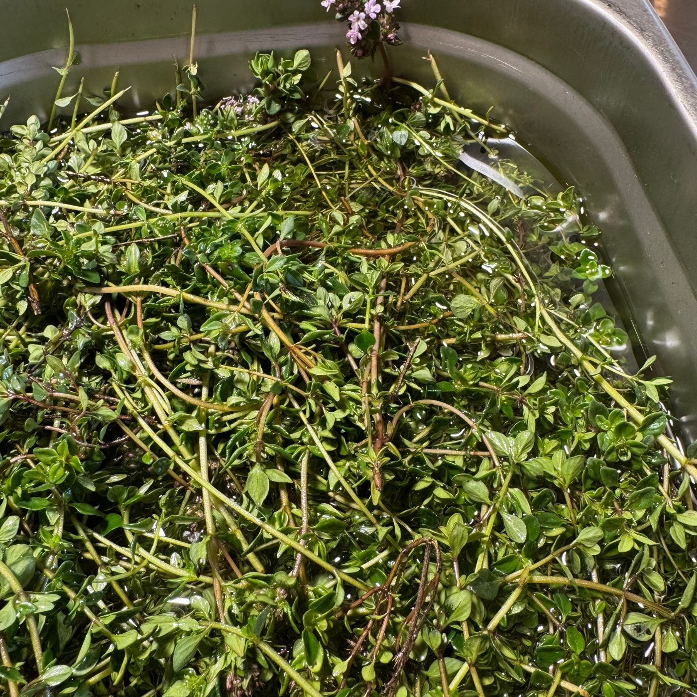 Färska kryddor som torkas på Öland - Kalm Taste