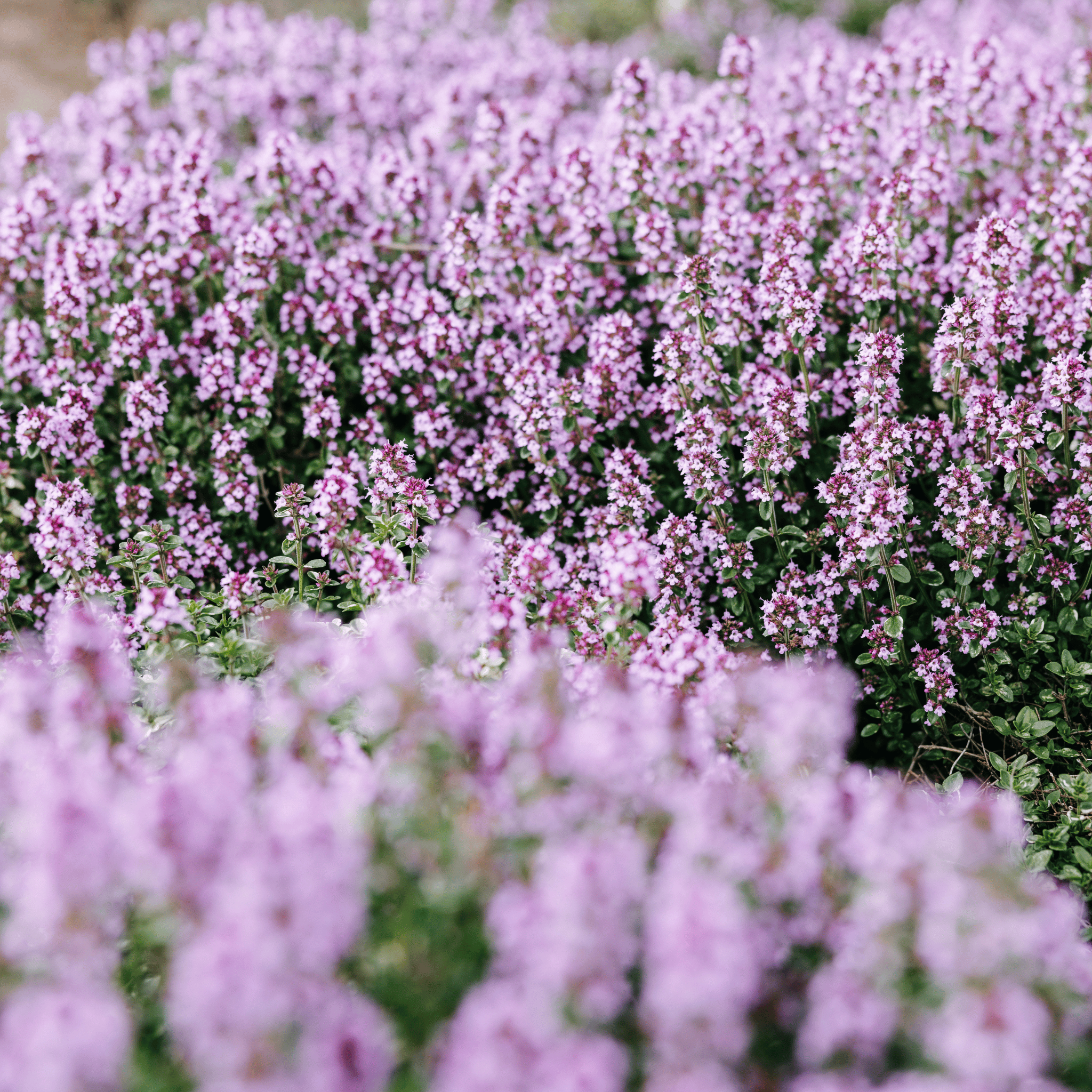 Lavendelodling hos Kalm Taste i Kastlösa på Öland – blommande lavendel som bland annat används till oljor och vinäger.