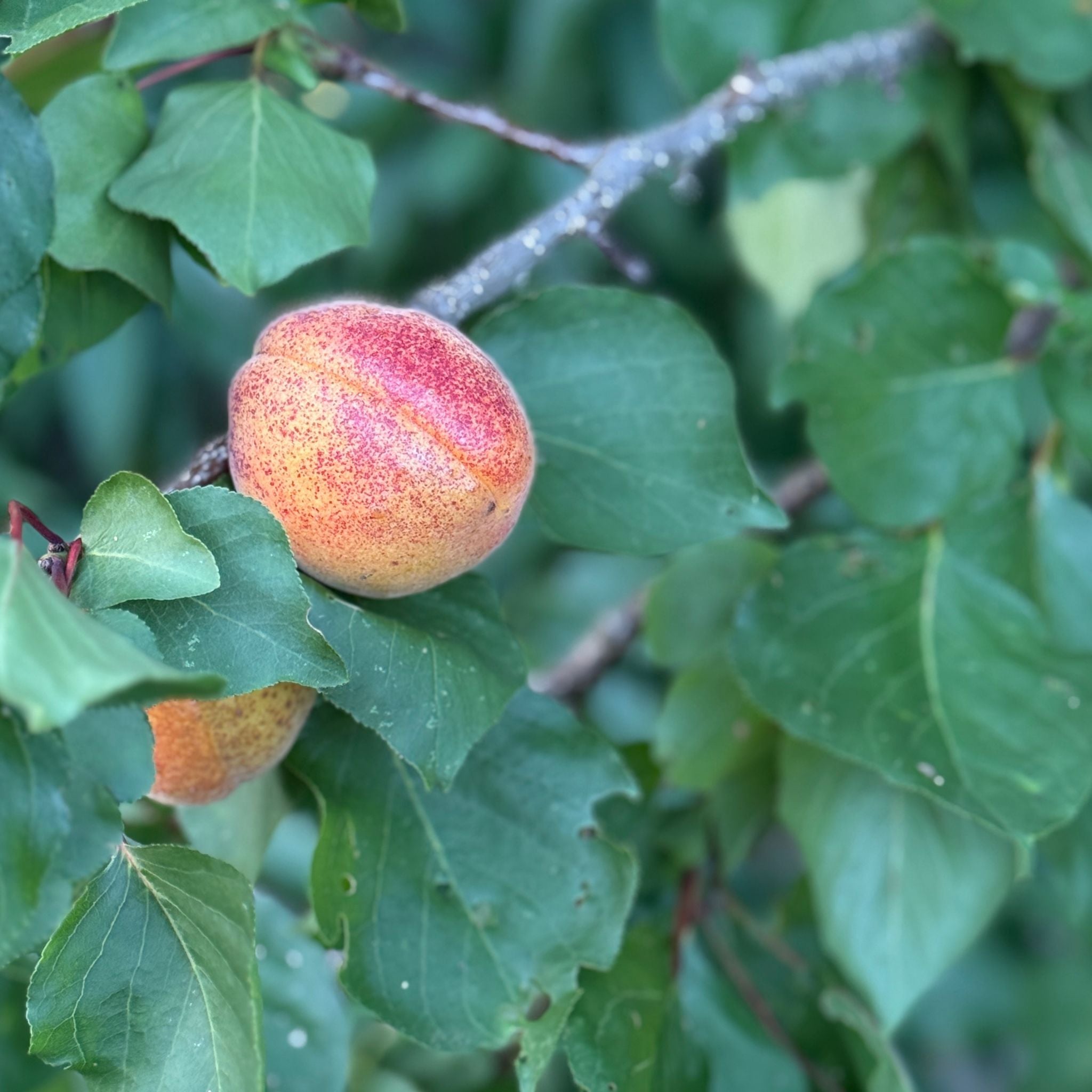 Persikoträd på gården Öland