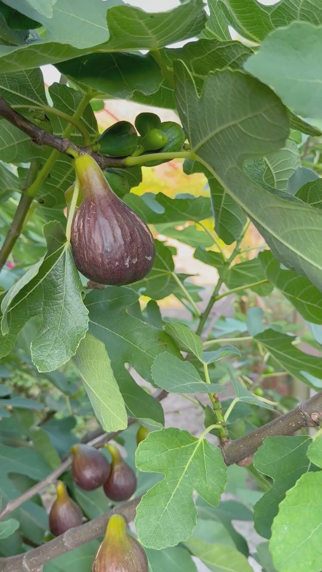 Skördning av Fikon till vår sirap -  Kalm Taste Öland