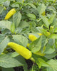 Svensk Chili skördas för smaksatt olja på Öland