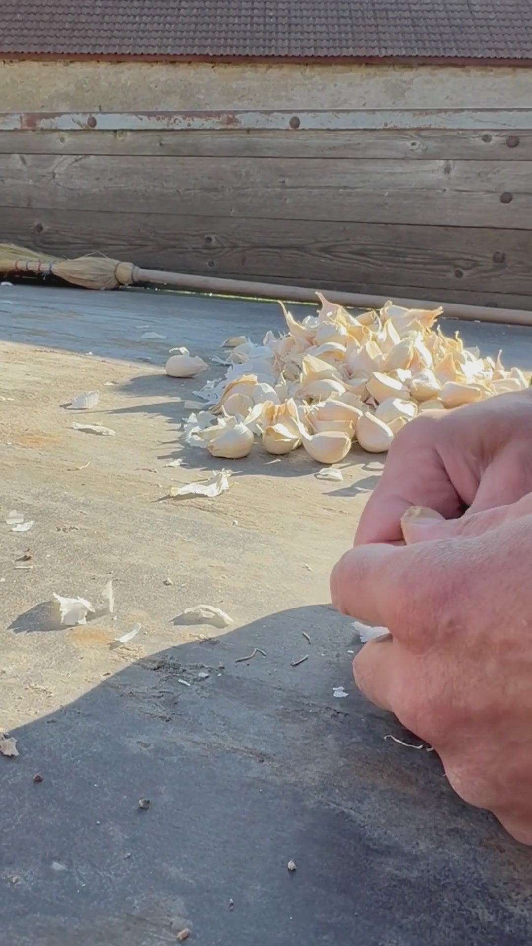 Vitlök skördas för olja till Kalm Taste på Öland