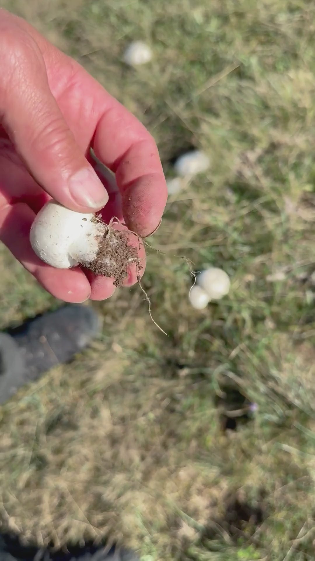 Plockar champinjoner på Öland