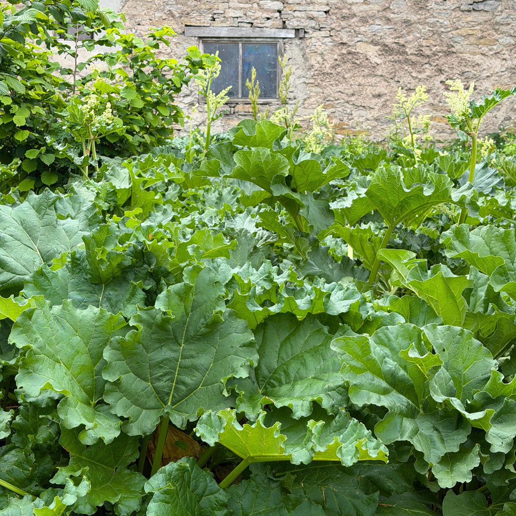 Rabarberodling hos Kalm Taste på Öland