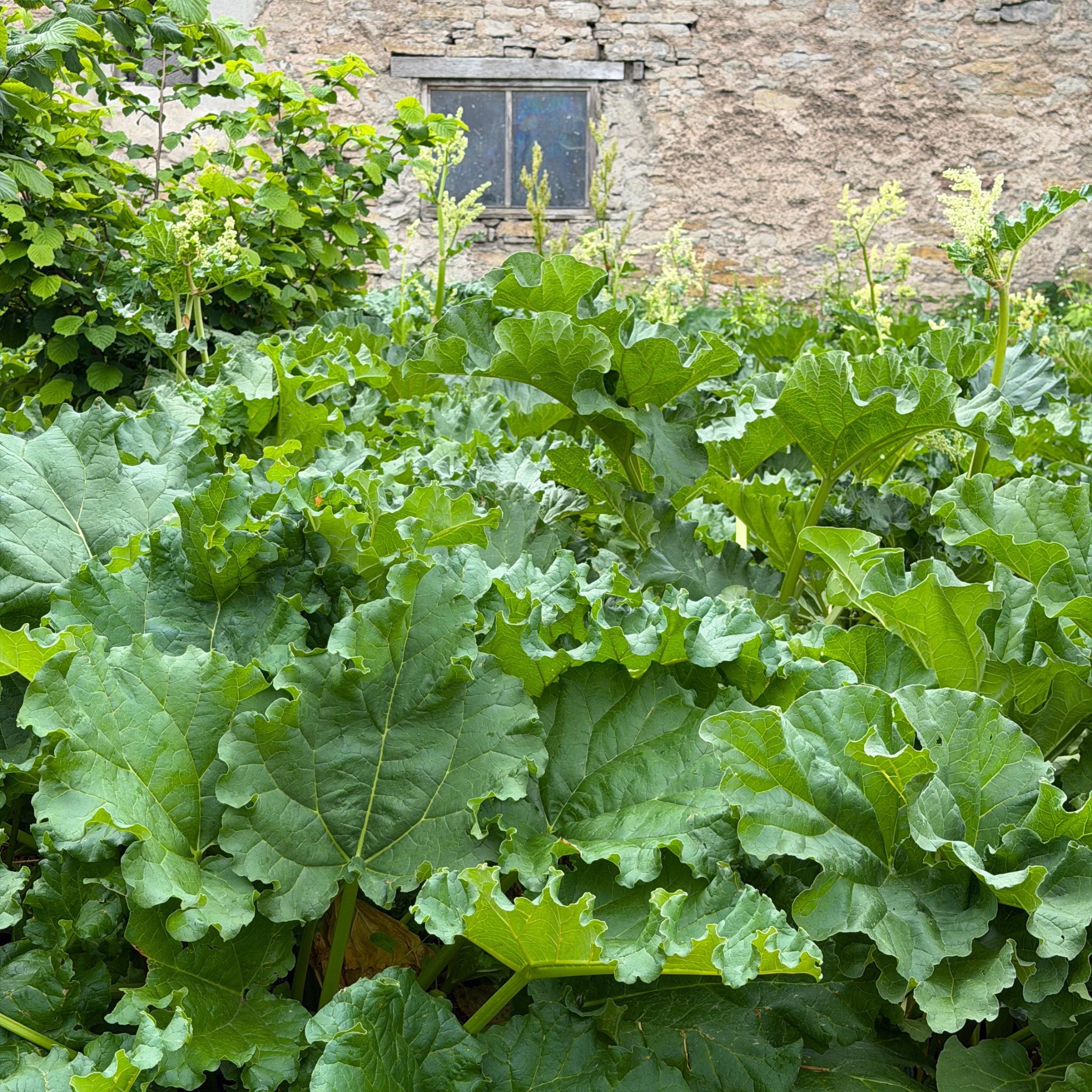 Rabarberodling hos Kalm Taste på Öland