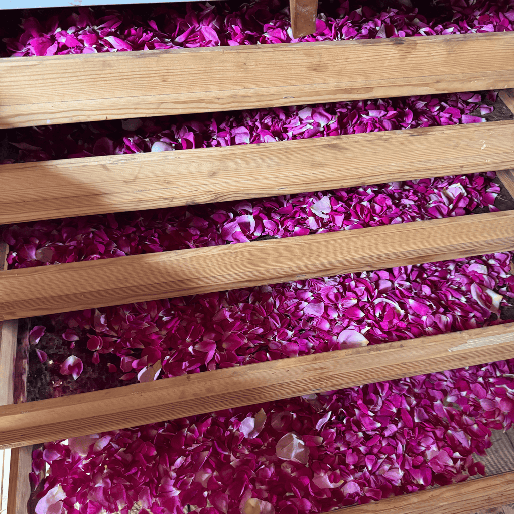 Nyplockade rosblad från Kalm Taste på Öland – gårdens egna rosor skördade för tillverkning av Rosvinäger i kökslabbet.