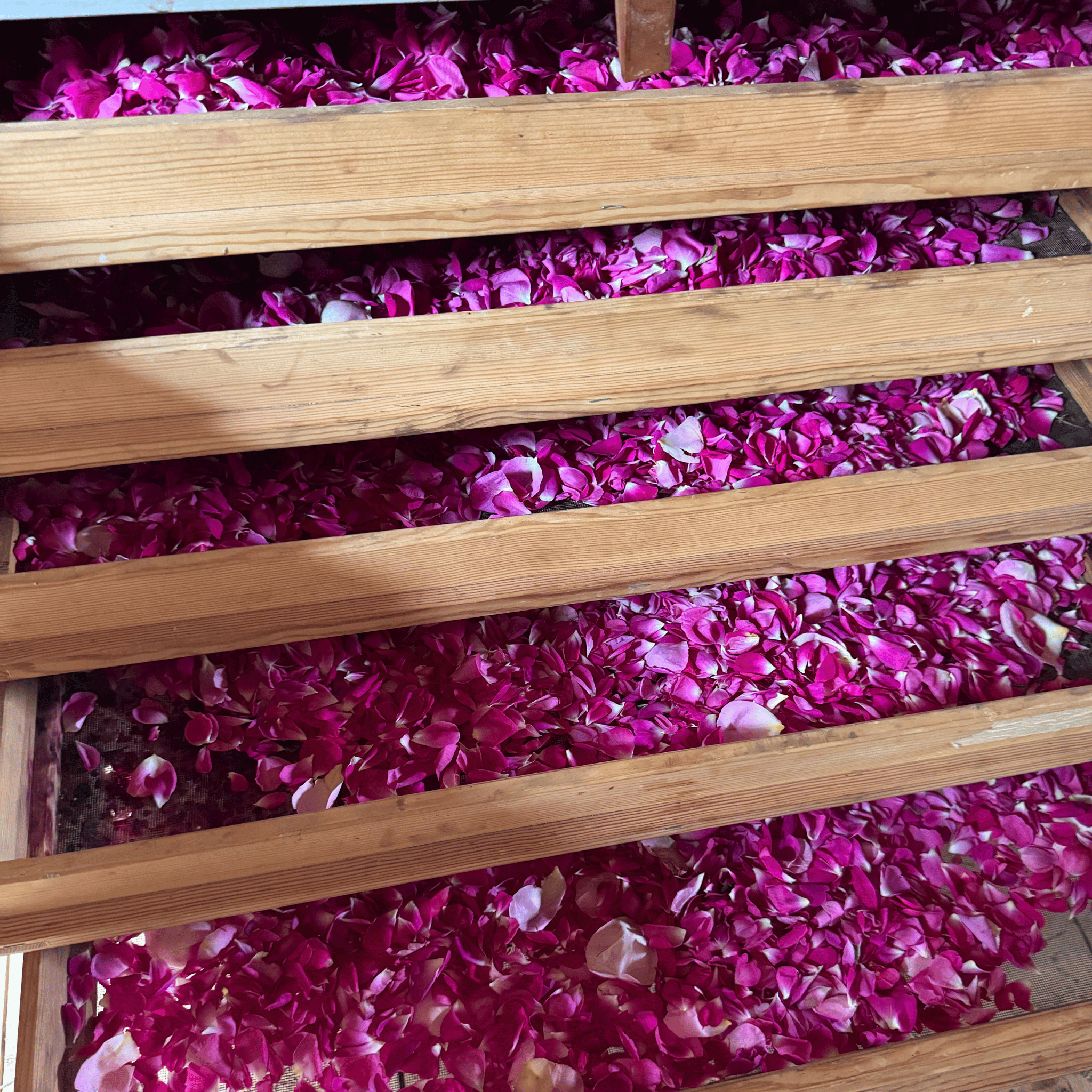 Nyplockade rosblad från Kalm Taste på Öland – gårdens egna rosor skördade för tillverkning av Rosvinäger i kökslabbet.