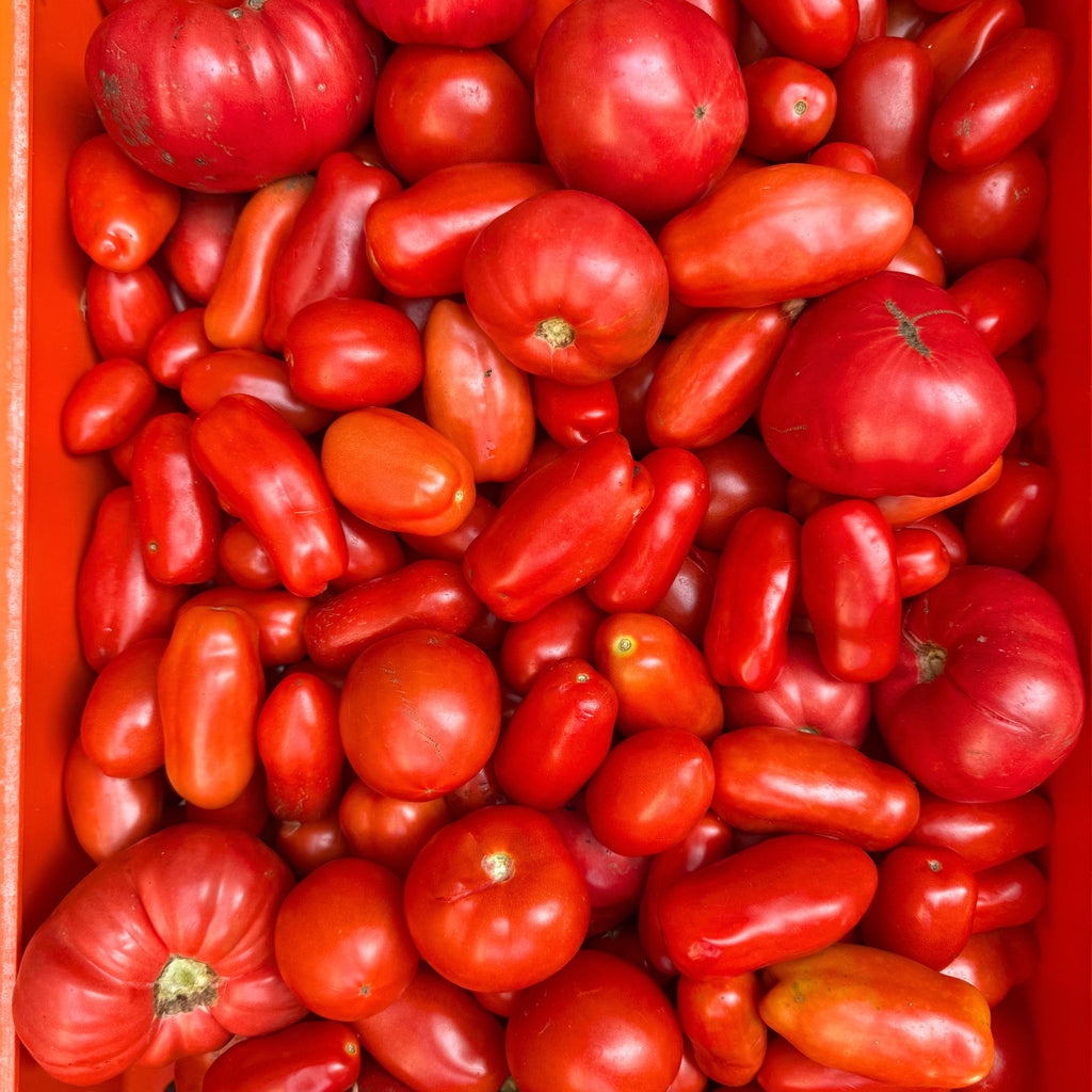 En låda med nyskördade röda tomater från gården på Öland hos Kalm Taste